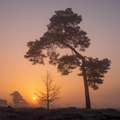 Voorbeeld